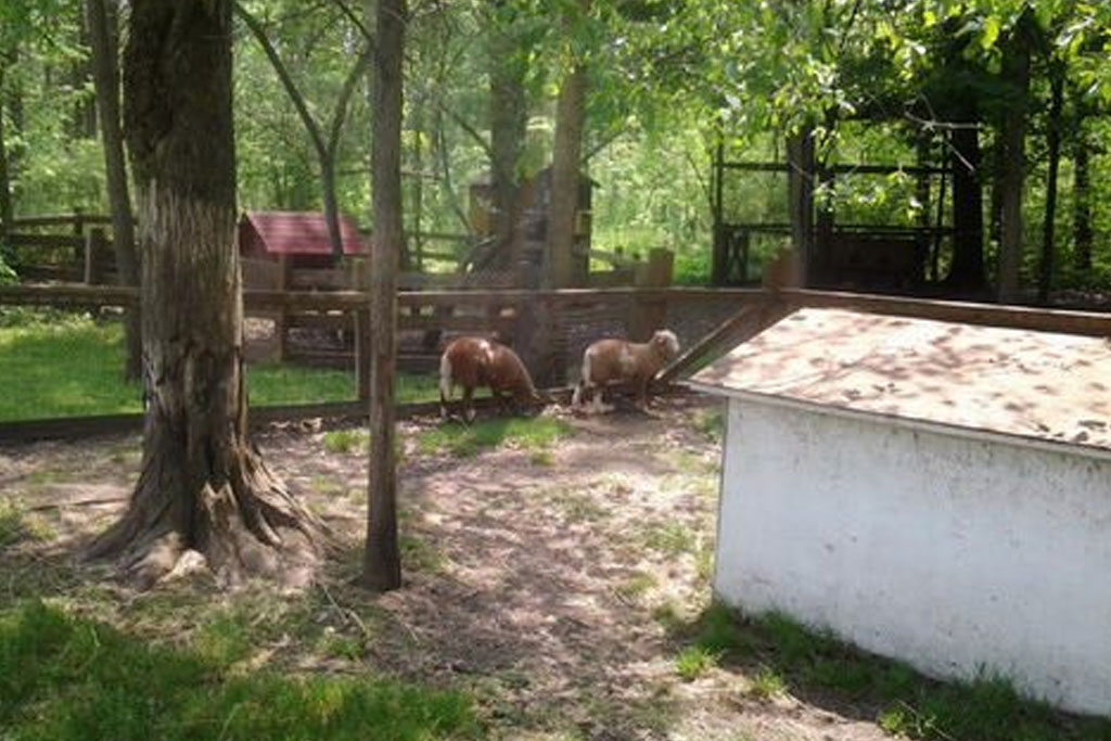 Petting Zoo